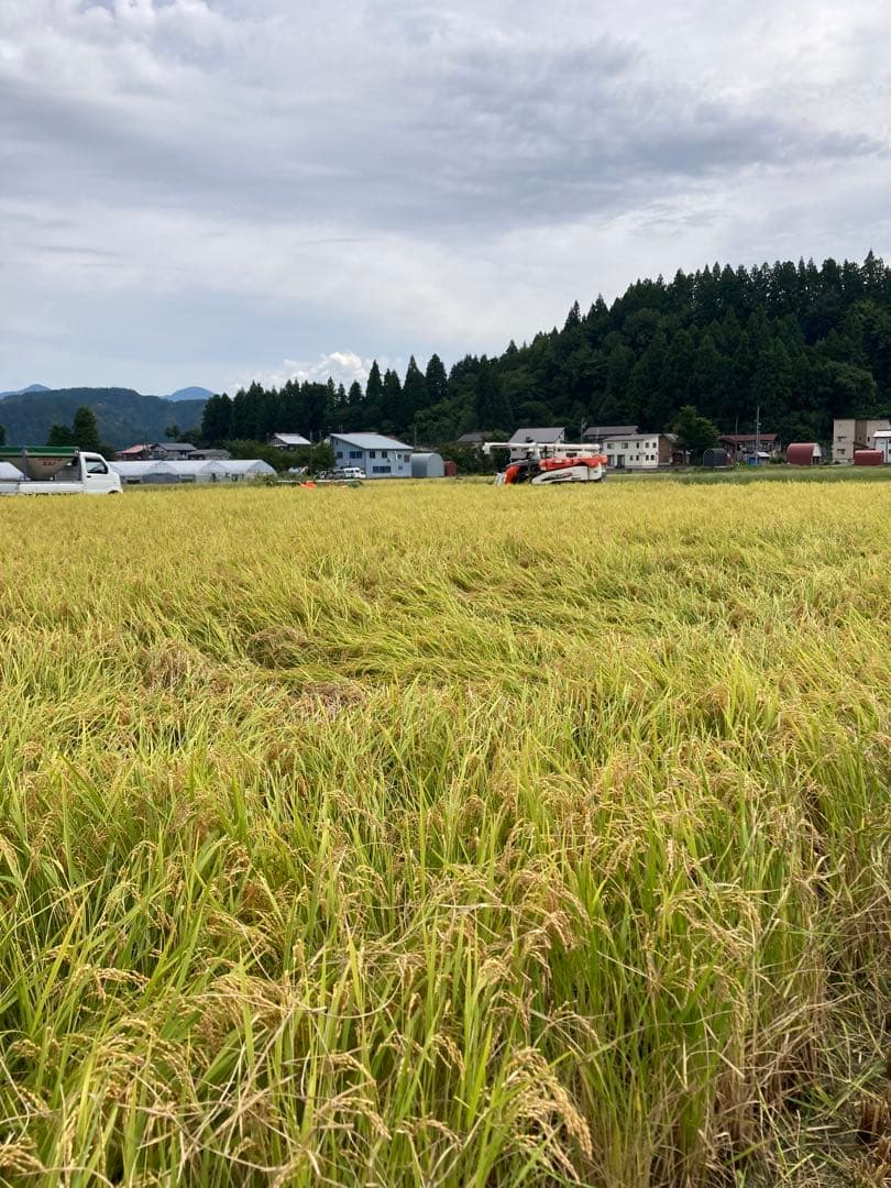 魚沼コシヒカリ精米 10kg