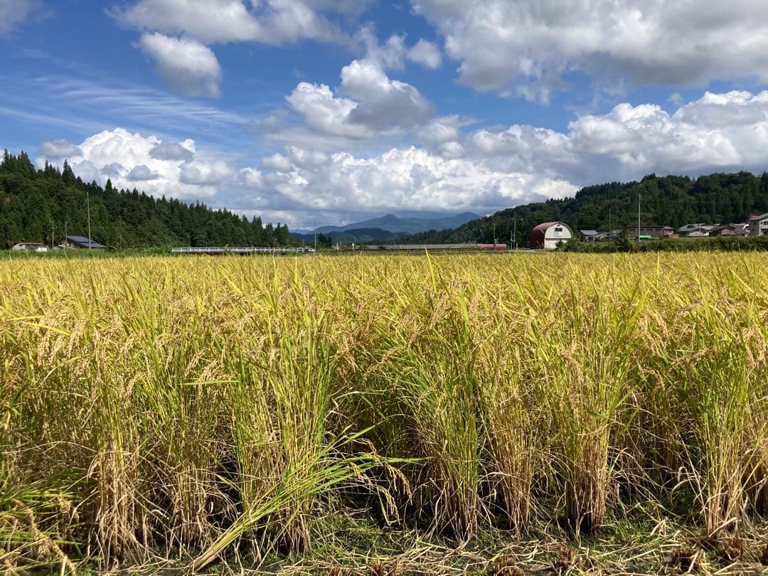魚沼コシヒカリ精米 10kg