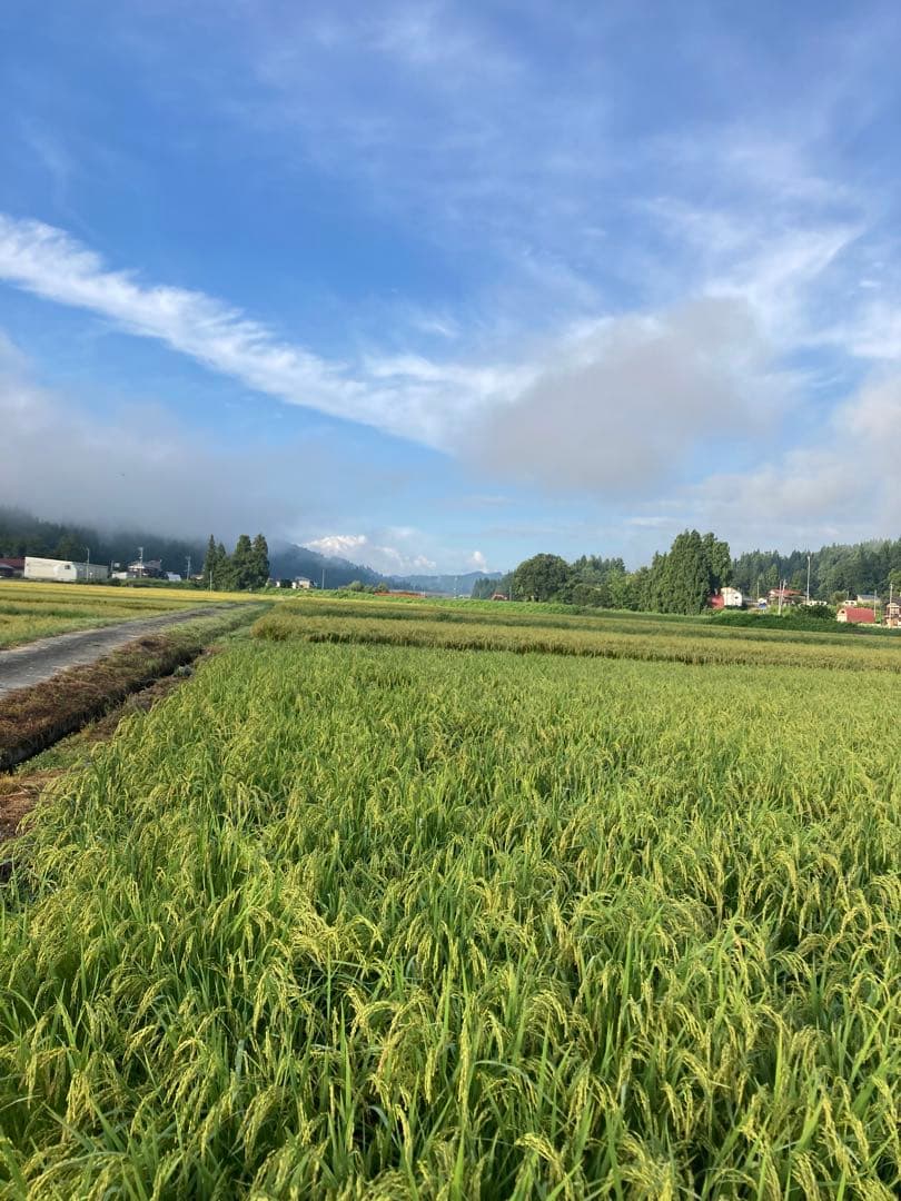 魚沼コシヒカリ精米 10kg