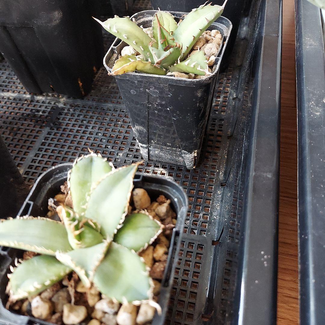 アガベ　まとめ　鉢のまま発送　メルカリ便