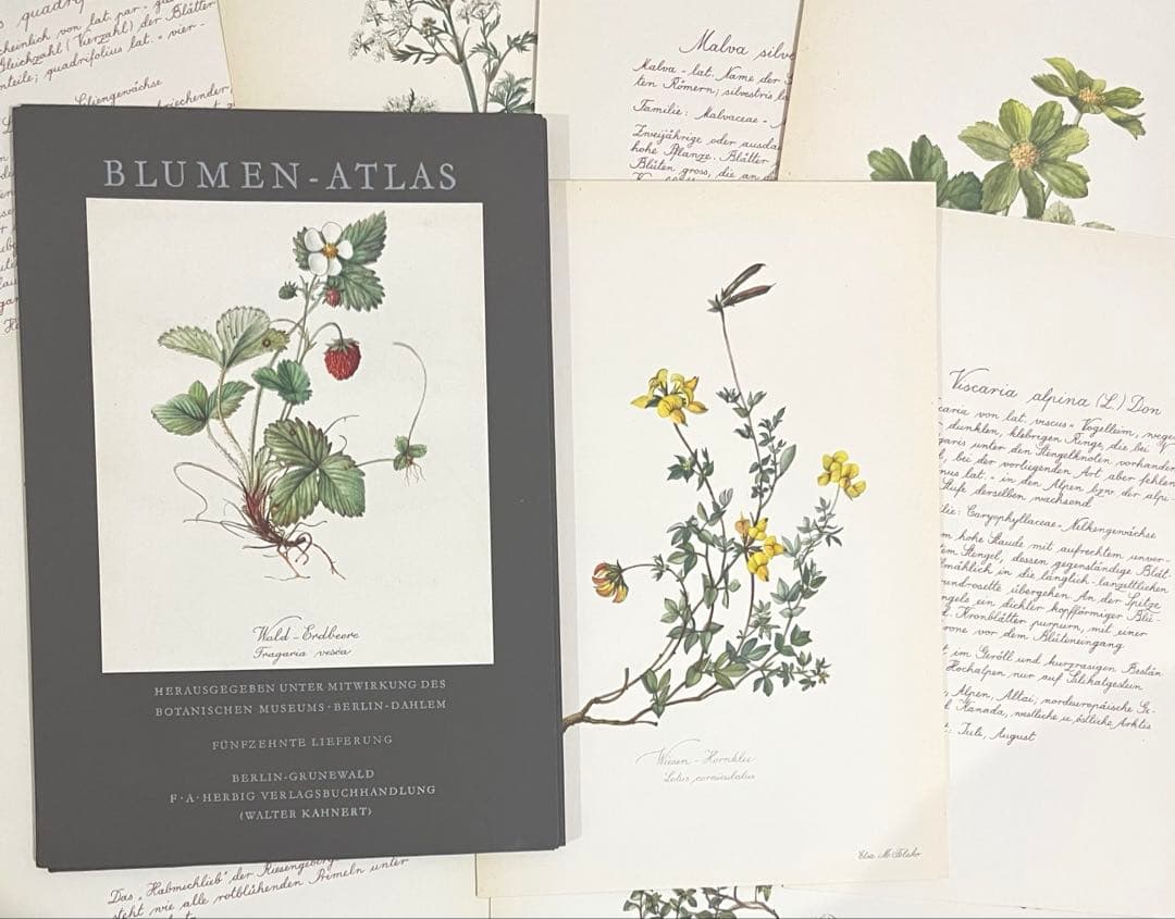 No.300ドイツ ビンテージ 紙もの ボタニカルアート 植物図鑑 水彩画