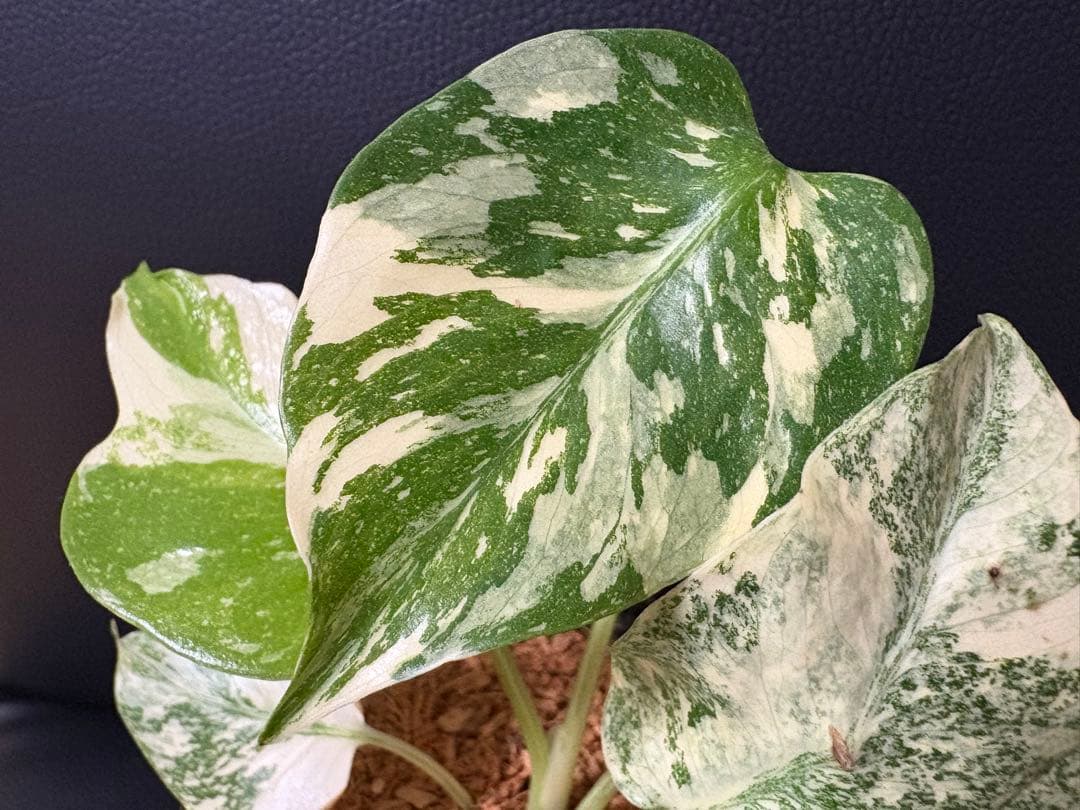 Monstera Deliciosa Legacy モンステラ　レガシー　斑入り
