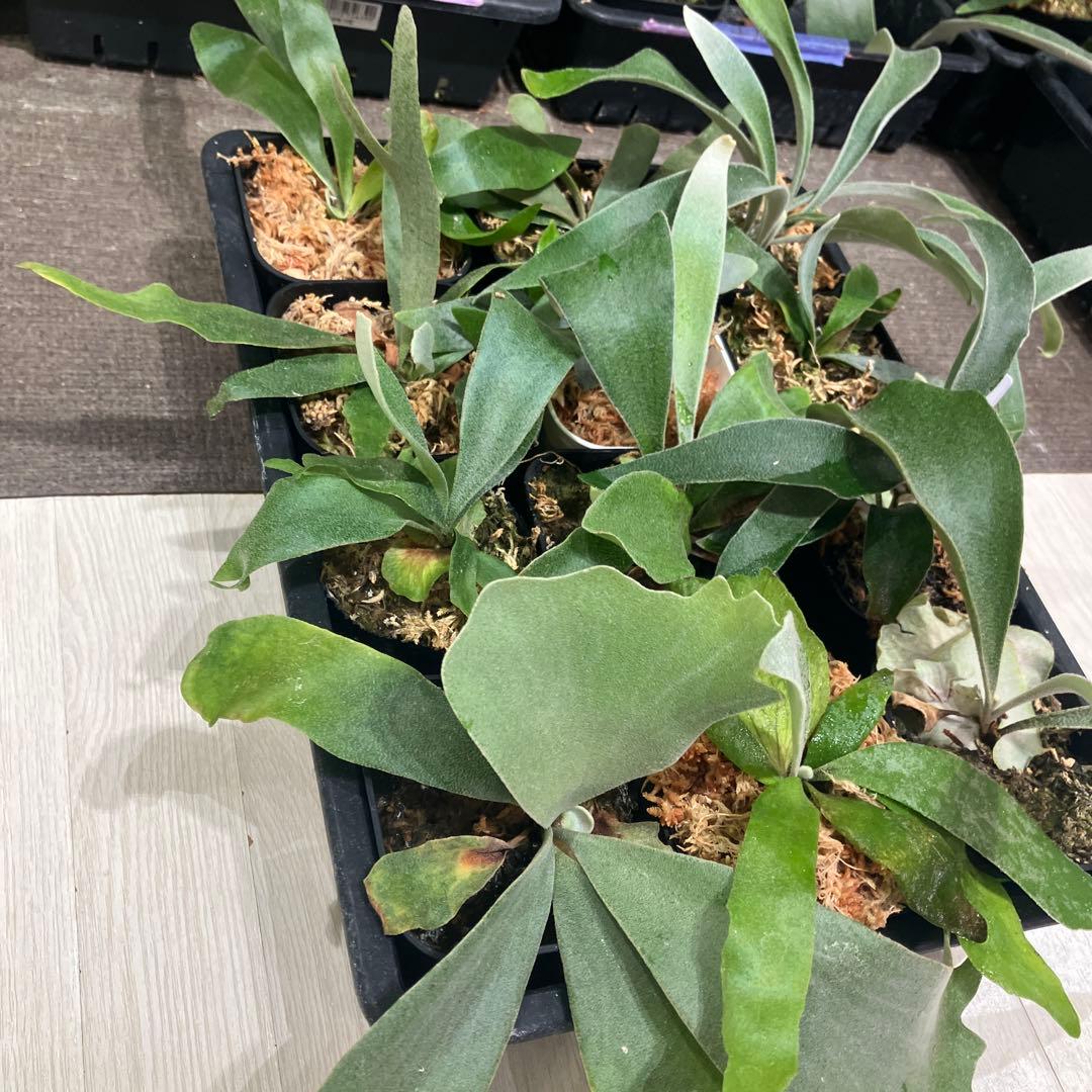 ウ*ロ様 福袋　ビカクシダ　12株