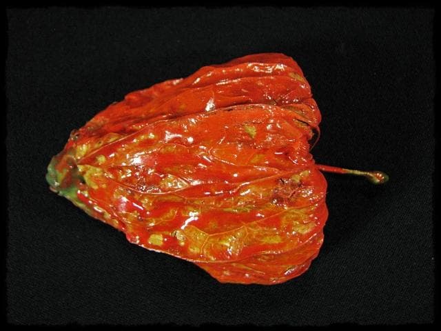 名工 田中 篁秋 鬼灯 ほうづき 宝月 香合 茶道具 e140