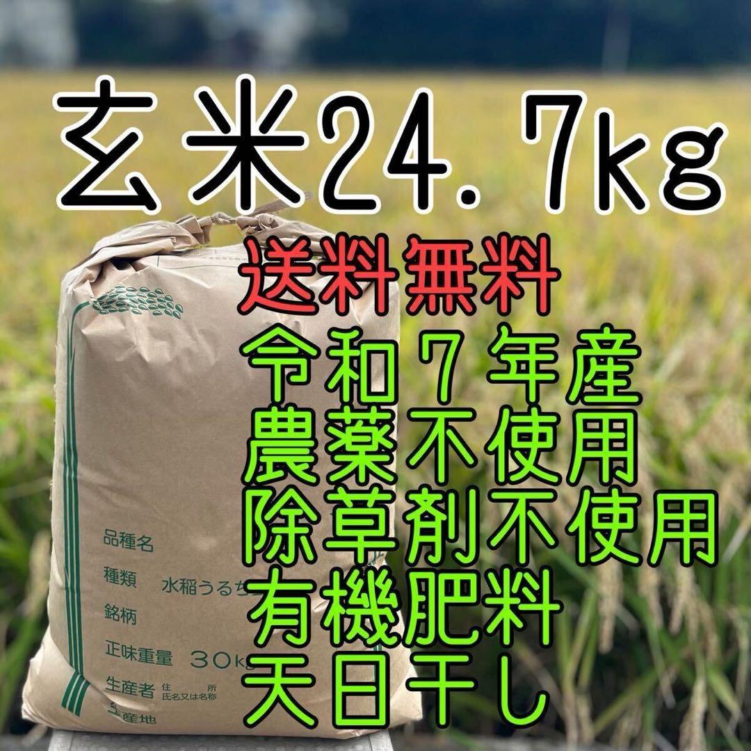 【送料無料】農家直送 玄米24.7㎏ 農薬不使用 有機栽培 天日干し お米 静岡