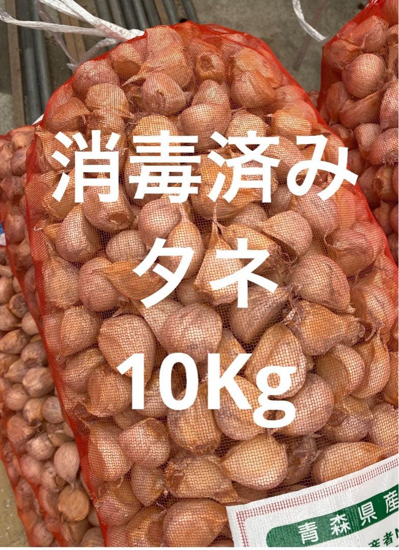 青森県にんにくタネ10Kg 大