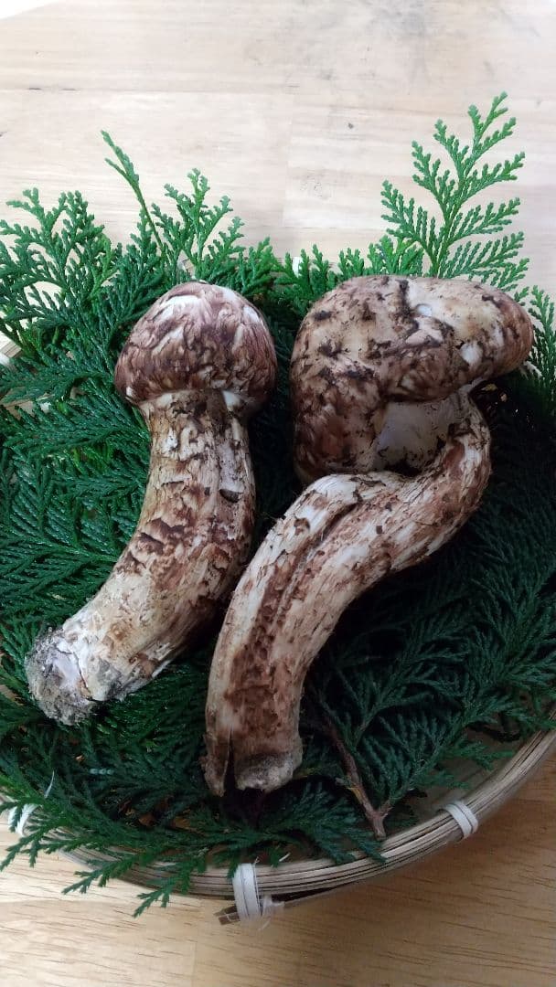 訳あり松茸 信州産 長野県 約450g