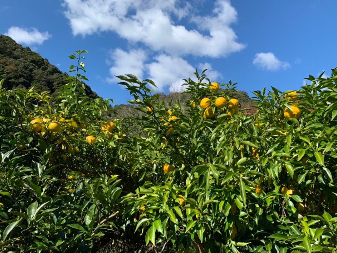完全無農薬　柚子　ゆず　箱込み10kgちょっと入ります！