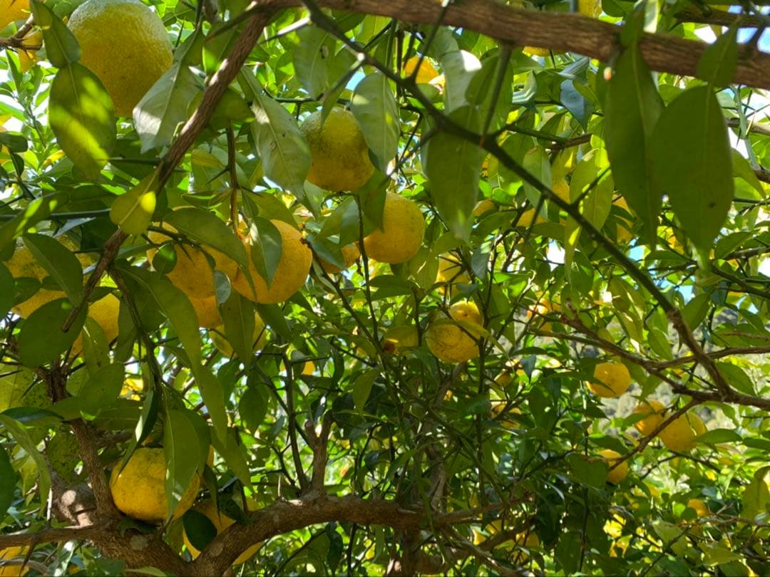 完全無農薬　柚子　ゆず　箱込み10kgちょっと入ります！