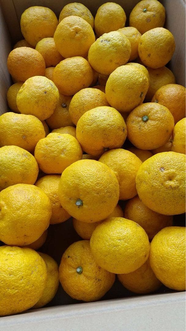 完全無農薬　柚子　ゆず　箱込み10kgちょっと入ります！