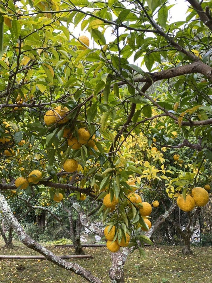 完全無農薬　柚子　ゆず　箱込み10kgちょっと入ります！