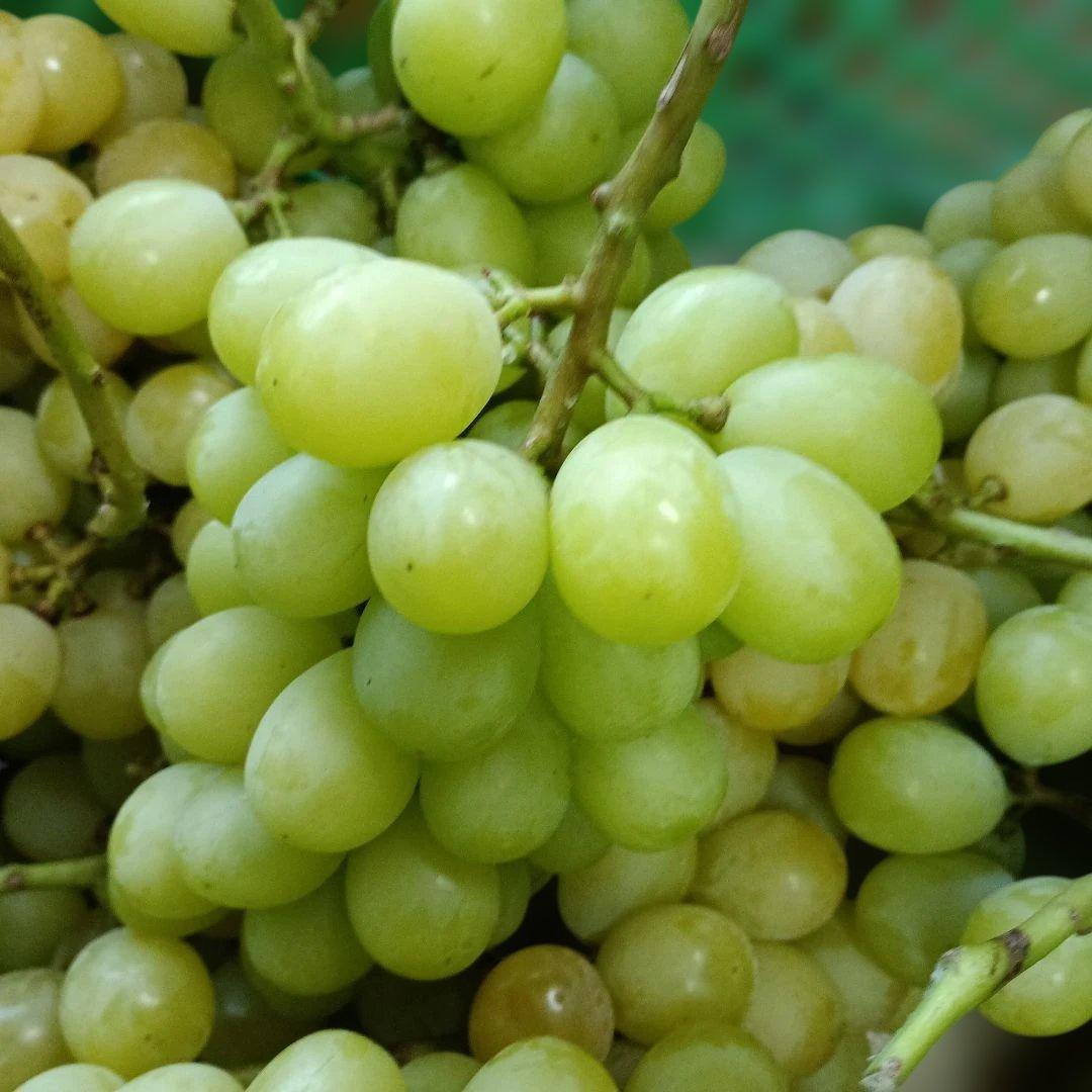 シャインマスカッ写真青色参考の、徳用5.5キロ入りの粒バック入りになります。