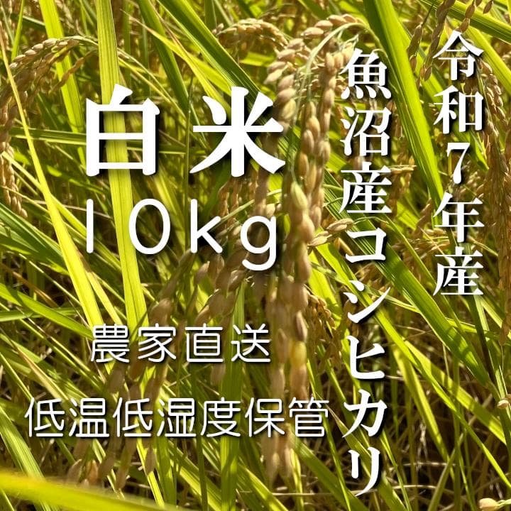 魚沼産コシヒカリ　令和7年産　白米　10キロ　米農家直送④