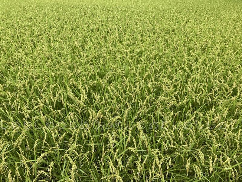 魚沼産コシヒカリ　令和7年産　白米　10キロ　米農家直送④