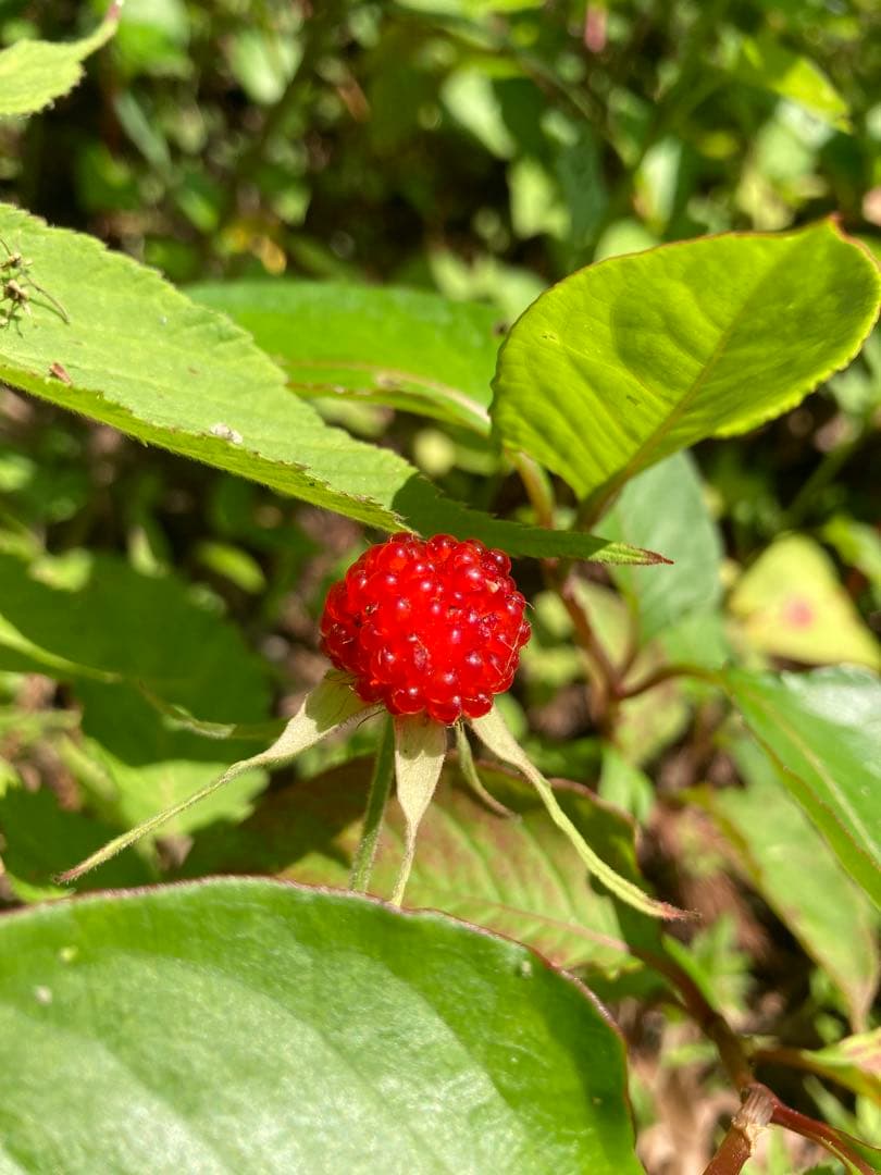 ココ　日本蜜蜂　生ハチミツ　蜂蜜