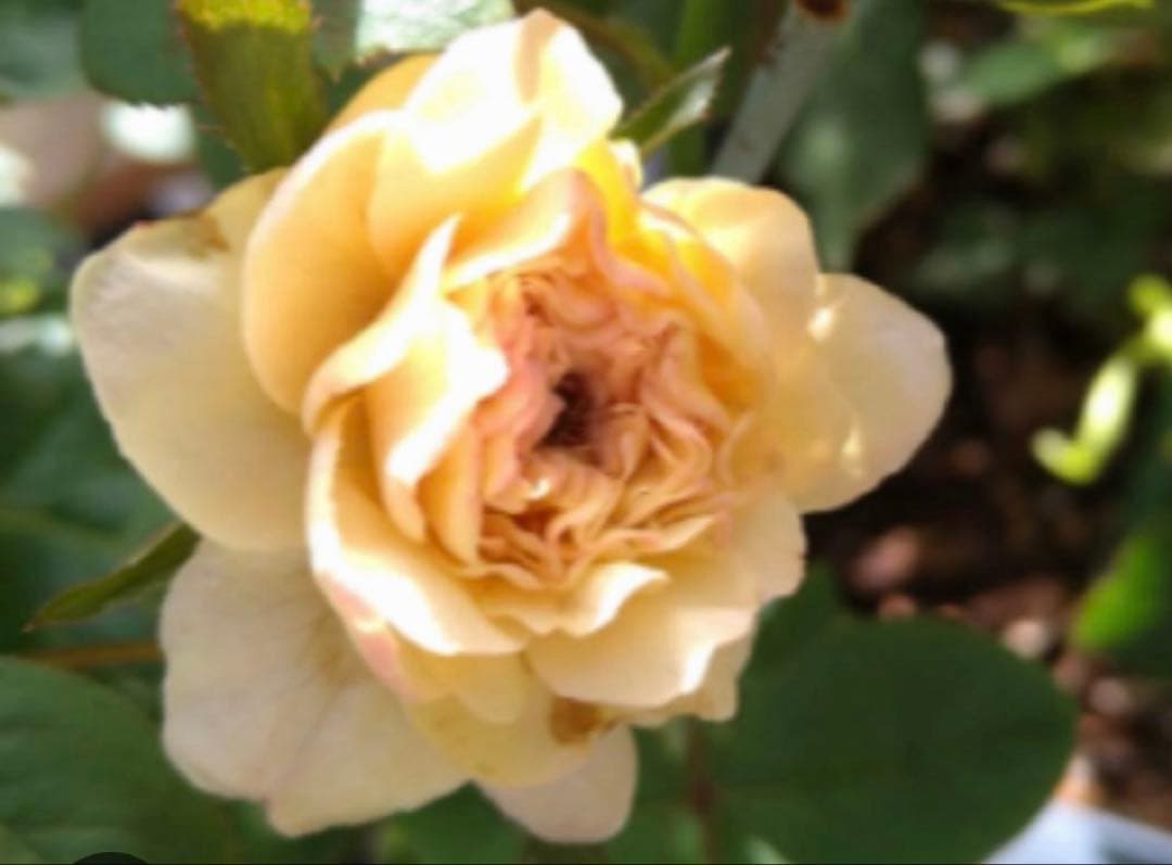 バラ苗　購入前にコメント