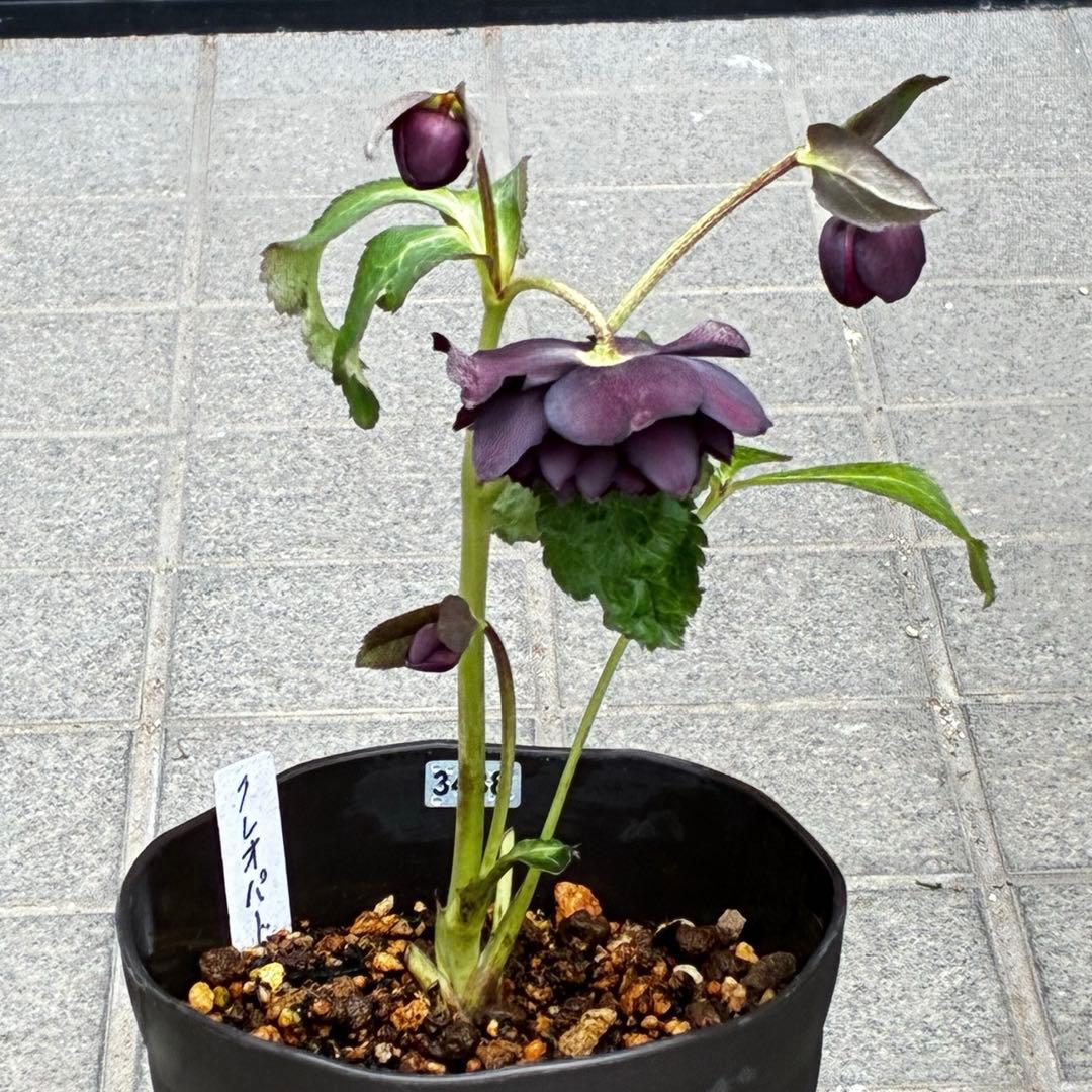 の*ん様 3438☘️花、自筆タグ付☘️⭐️ダーククレオパトラ⭐️超多弁⭐️中輪