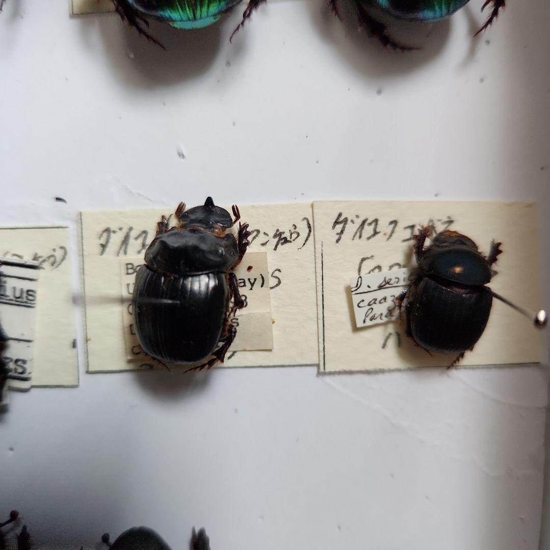昆虫標本(ダイコク、オオダイコク)海外