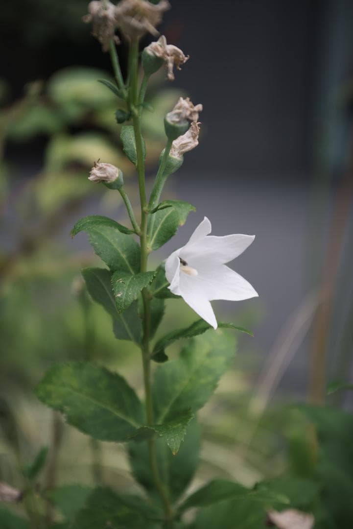 標準ズームの礎！RIKENON P ZOOM 28-70mm オールドレンズ