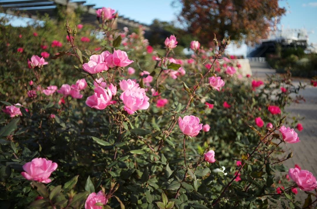 LEICA ライカ ELMARIT 28mm F2.8 1st 9枚玉