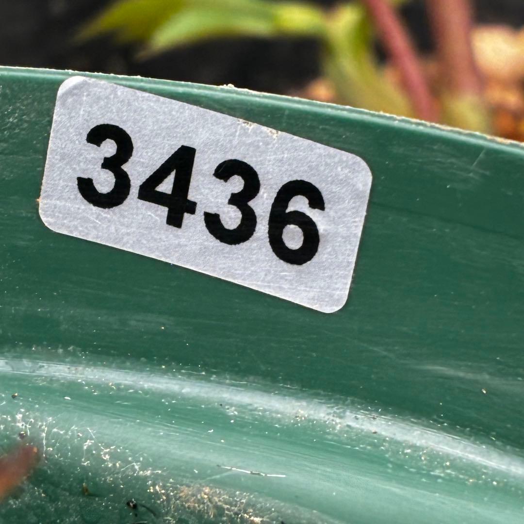 i*u様 3436☘️花タグ付☘️鶯利休⭐️しっかりカラー⭐️コロコロカップ⭐️