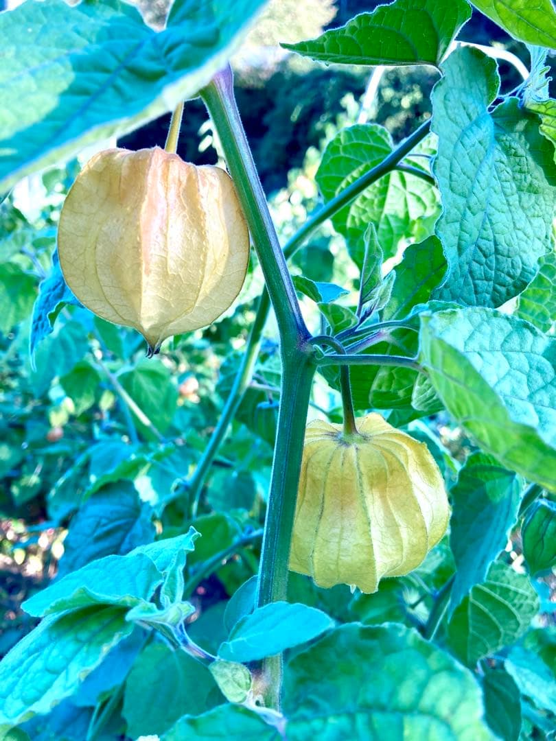 専用出品です　食用ほおずき　オレンジチェリー(ゴールデンベリー) 小粒2kg.