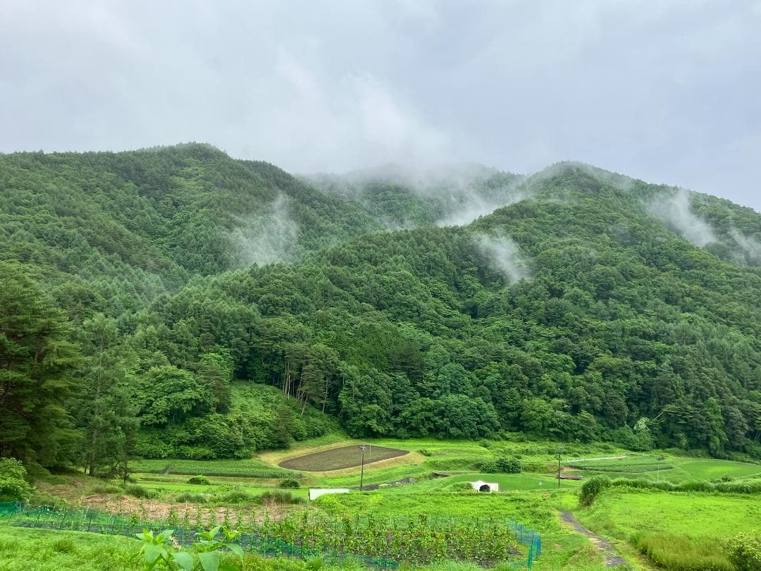 【ぱーる。】アカシア蜂蜜 1000g 4本 長野県産 西洋蜜蜂