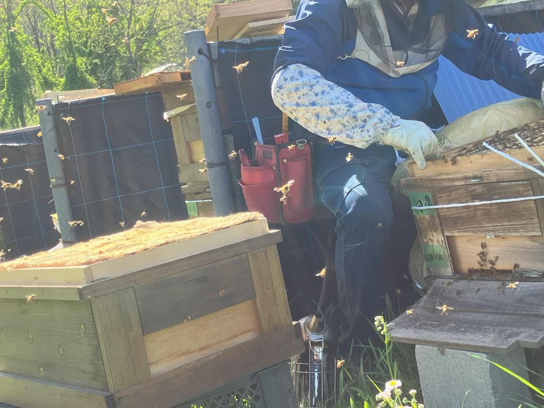 【ぱーる。】アカシア蜂蜜 1000g 4本 長野県産 西洋蜜蜂