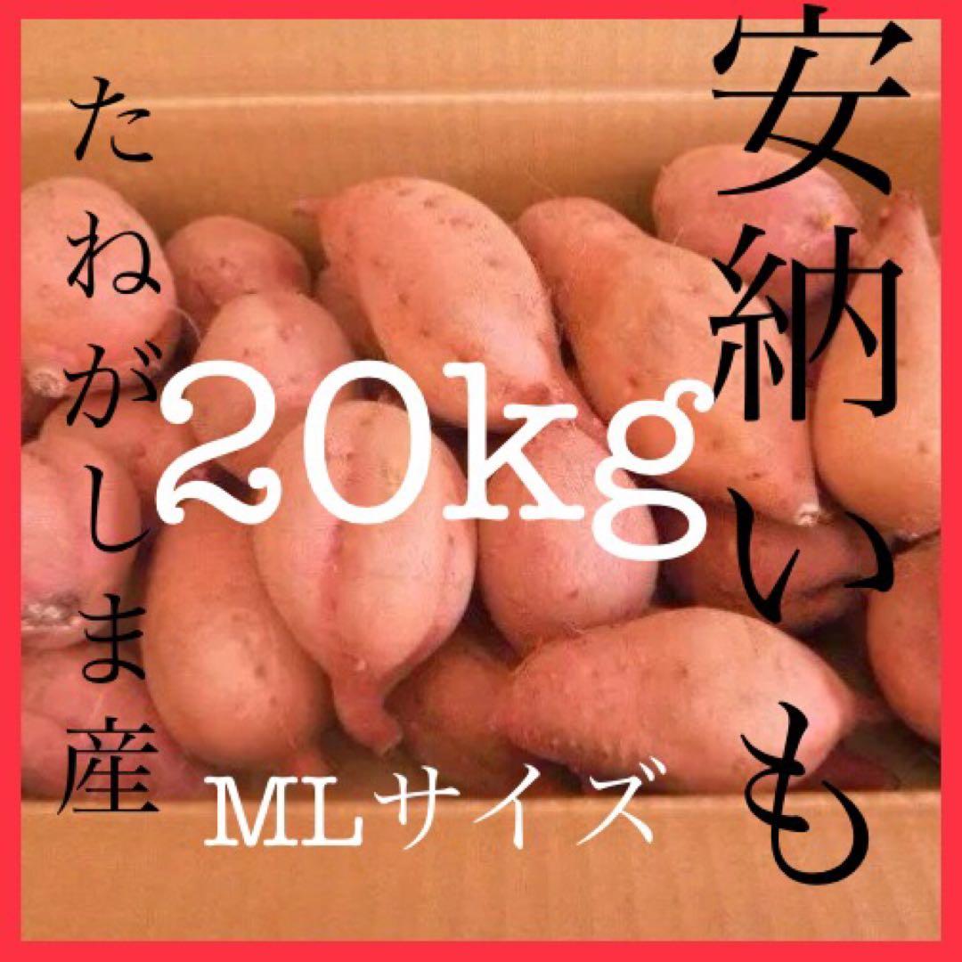 種子島産安納芋　MLサイズ20kgさつまいも 安納芋　紅　#20