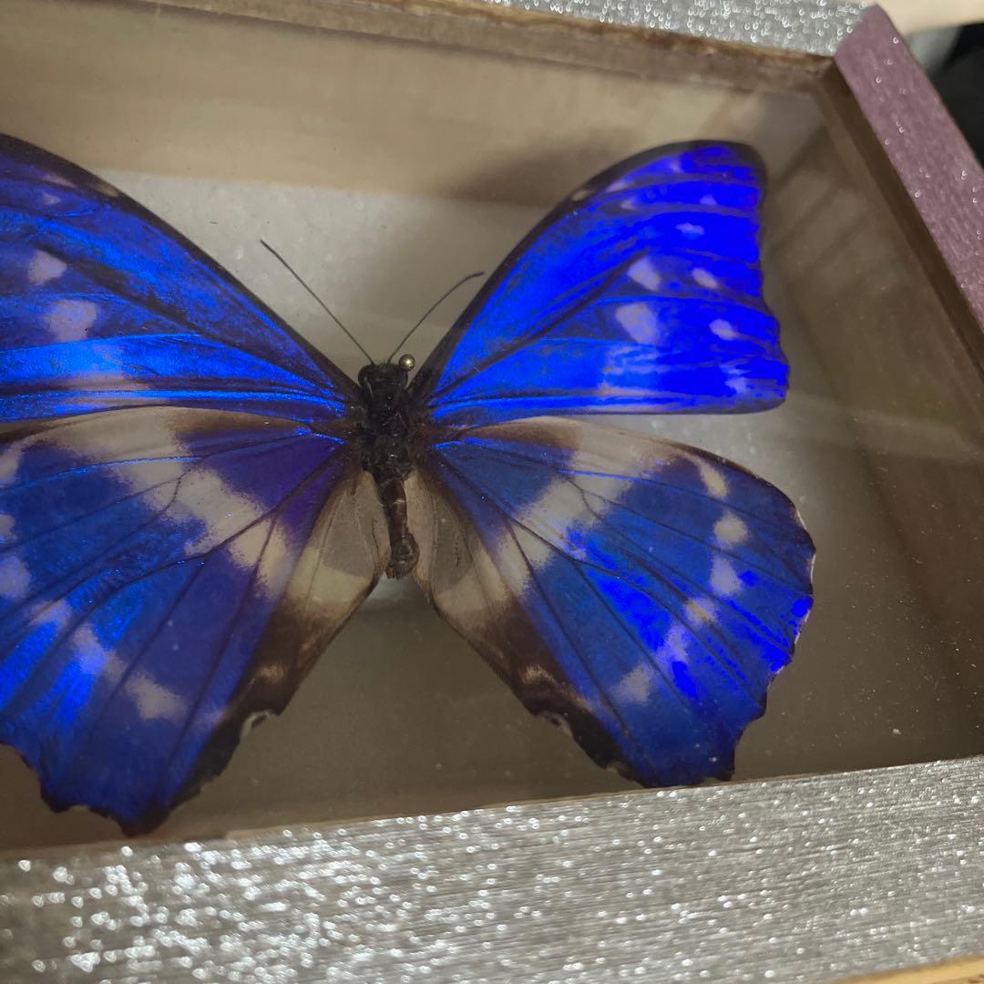 キプリスモルフォ♂