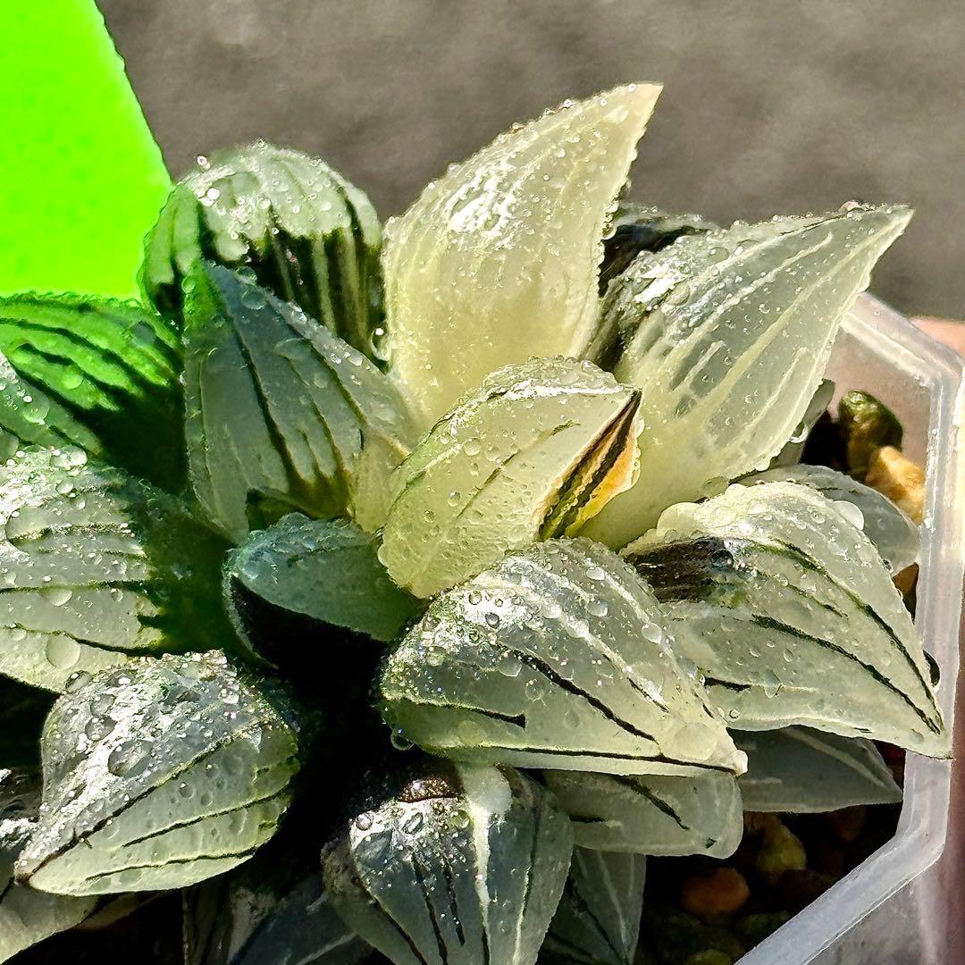 チ*ー様 アトロフスカミュータント錦　超美株　ハオルチア　観葉植物　47