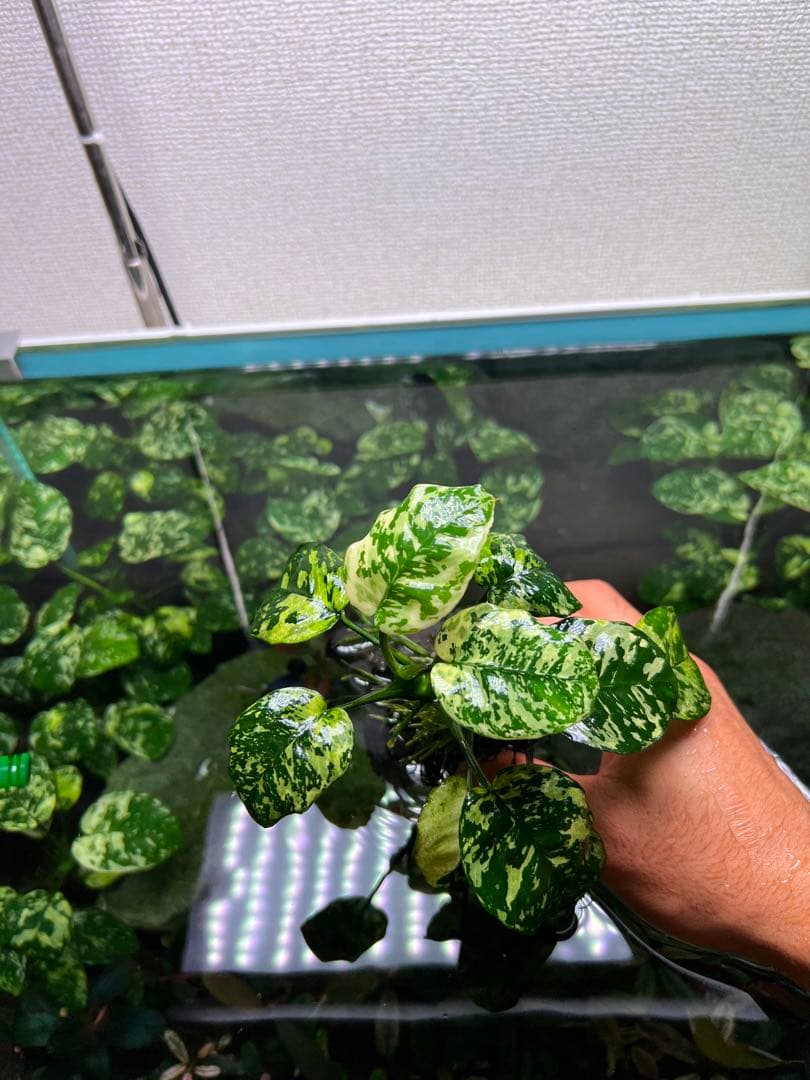 アヌビアスナナ　斑入りキング Anubias Variegated King