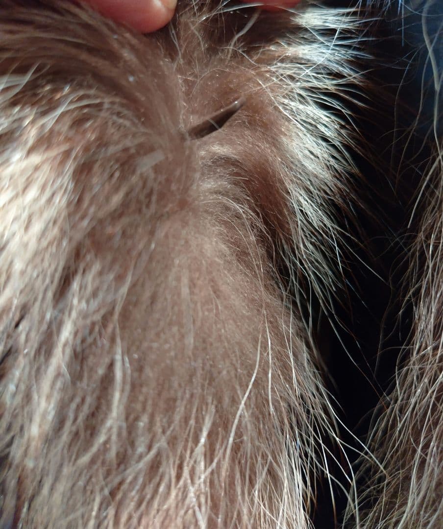 美品【Lake Fur】フォックス毛皮コート　11号