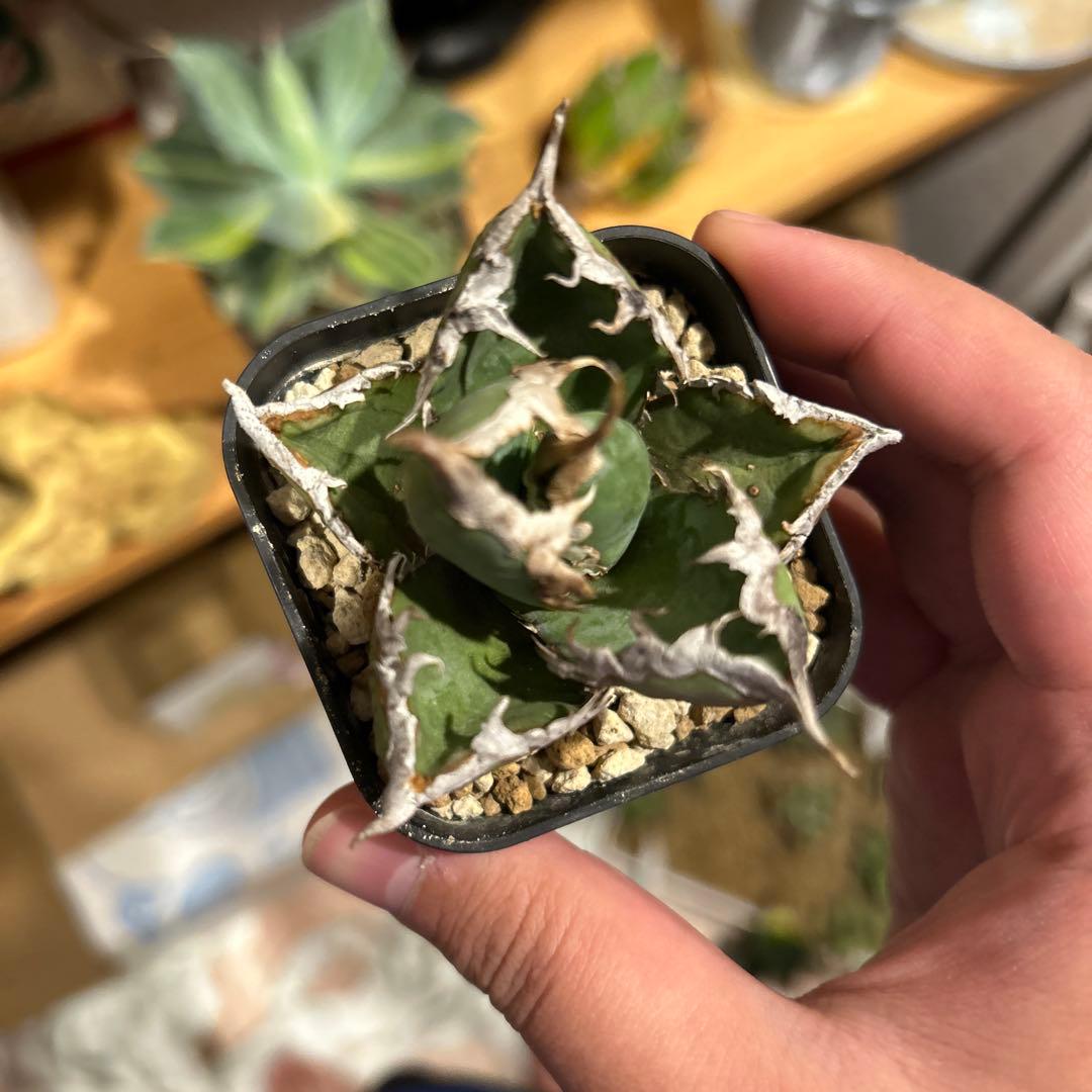 アガベ　海王［烈海王］×superシーザー×姫厳竜　S株特価　ボールタイプ　特価