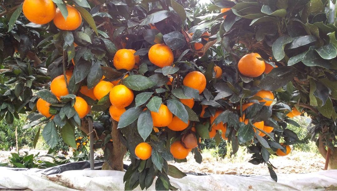 みかん15kg 送料込み 熊本産 甘い ミカン 15キロ 西南のひかり