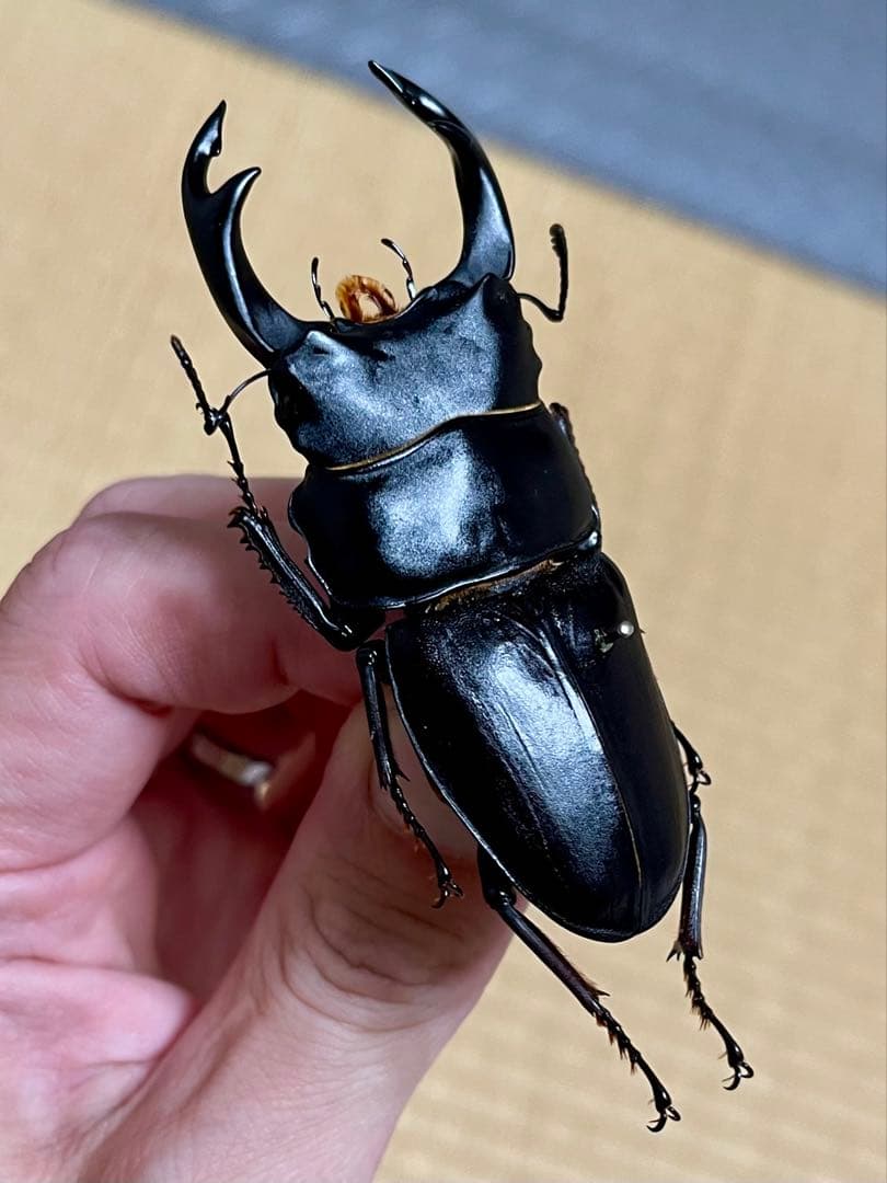 オオクワガタ特大78.6㎜　初令幼虫採集個体