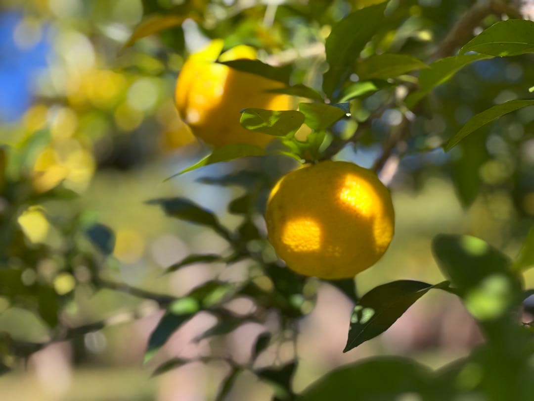 20年間農薬＆化学肥料不使用のNAGOMIの柚子10kg