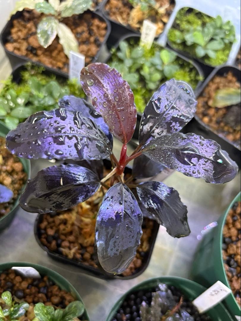 水草 Bucephalandra sp. Theia Blue