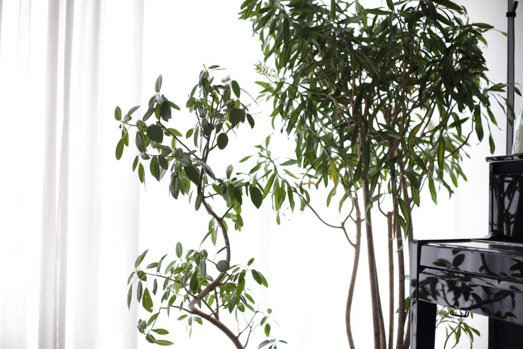 シネレンズ　EFマウント 50mm T1.6