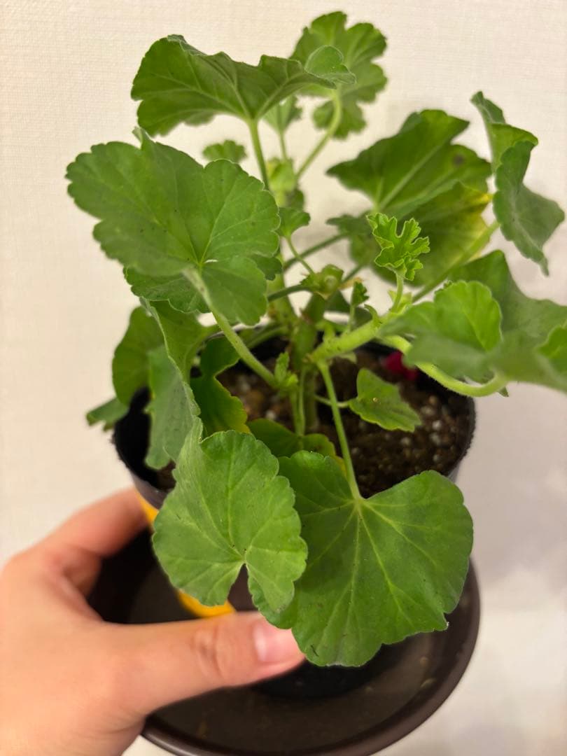 日本初ゼラニウム　希少品種ゼラニウム