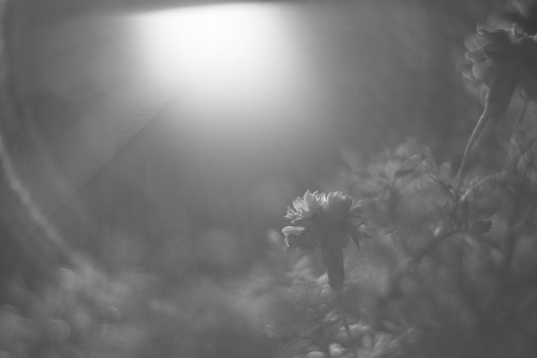 Primoplan 58mm f1.9V 整備済 マウントアダプタ付