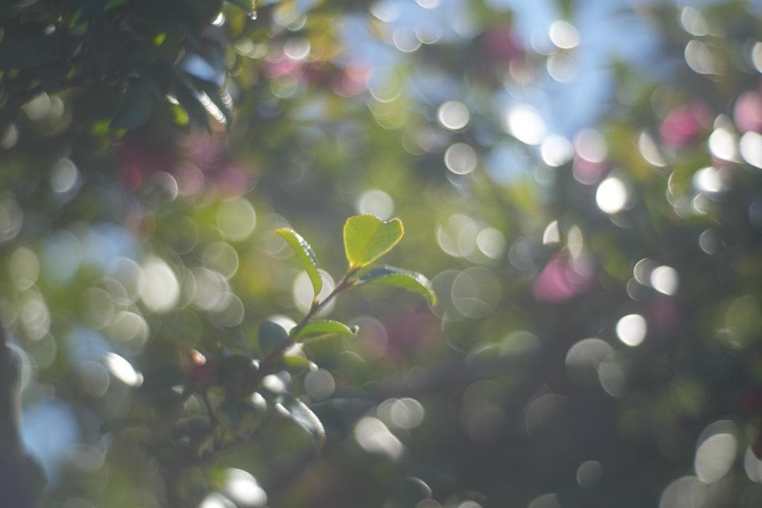 Primoplan 58mm f1.9V 整備済 マウントアダプタ付