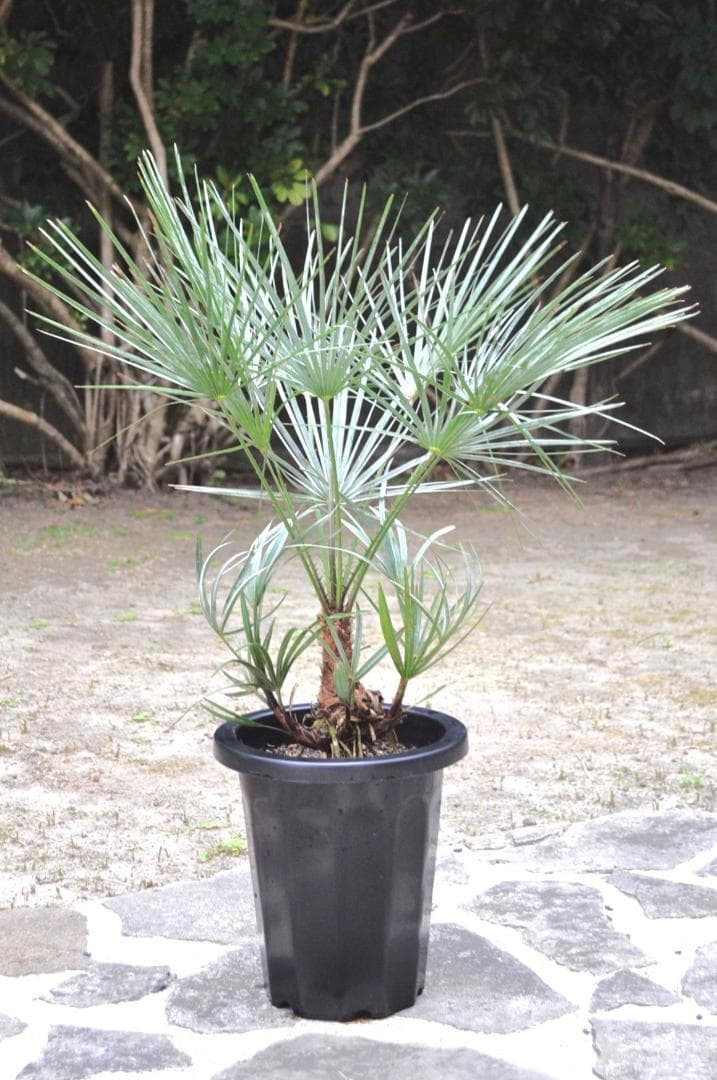 チャメロプス セリフェラ 8号 83cm