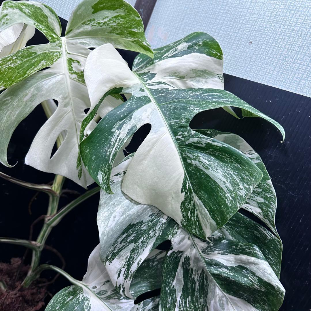 S*n様 斑入りモンステラ ホワイトタイガー極美大株74cm白斑多