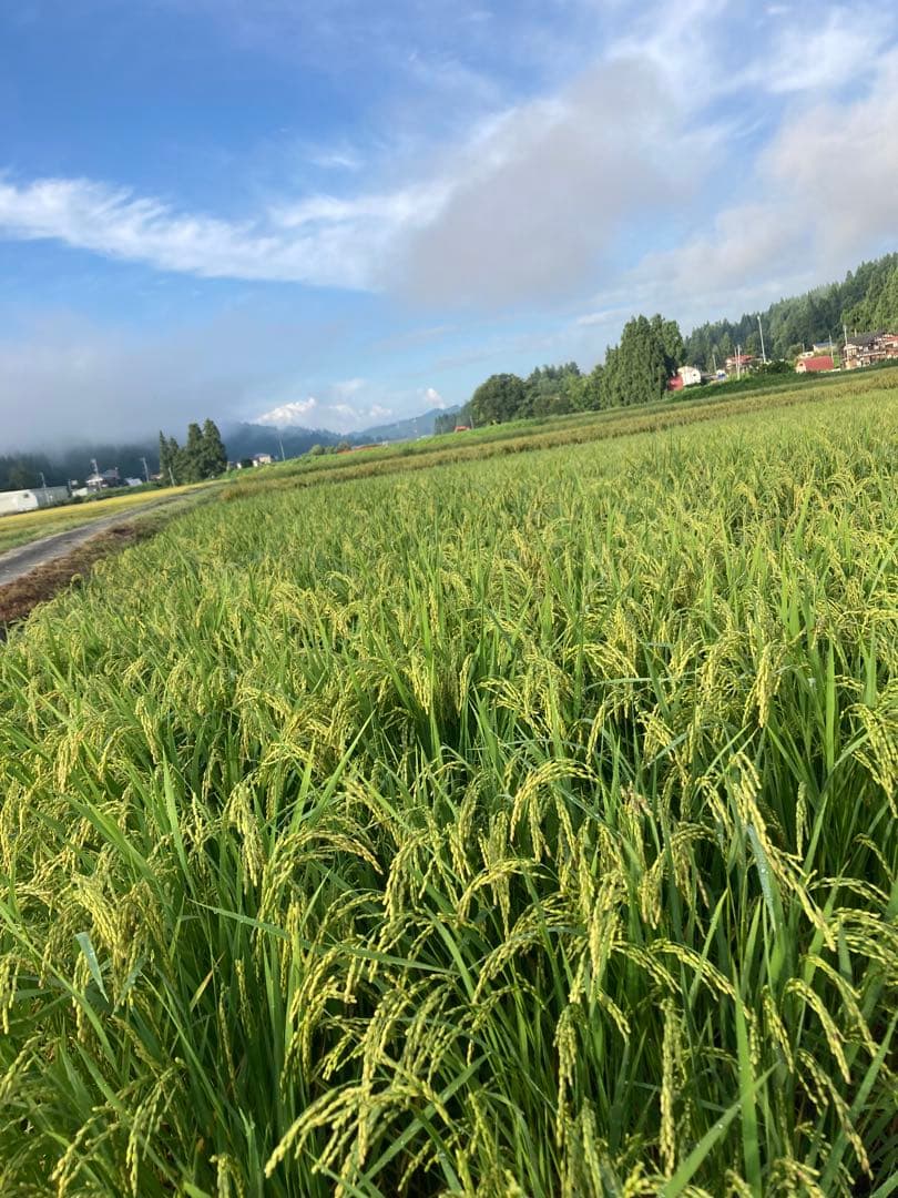 令和7年魚沼産コシヒカリ 精米10kg