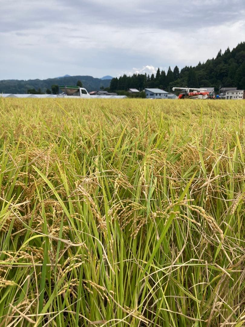 令和7年魚沼産コシヒカリ 精米10kg