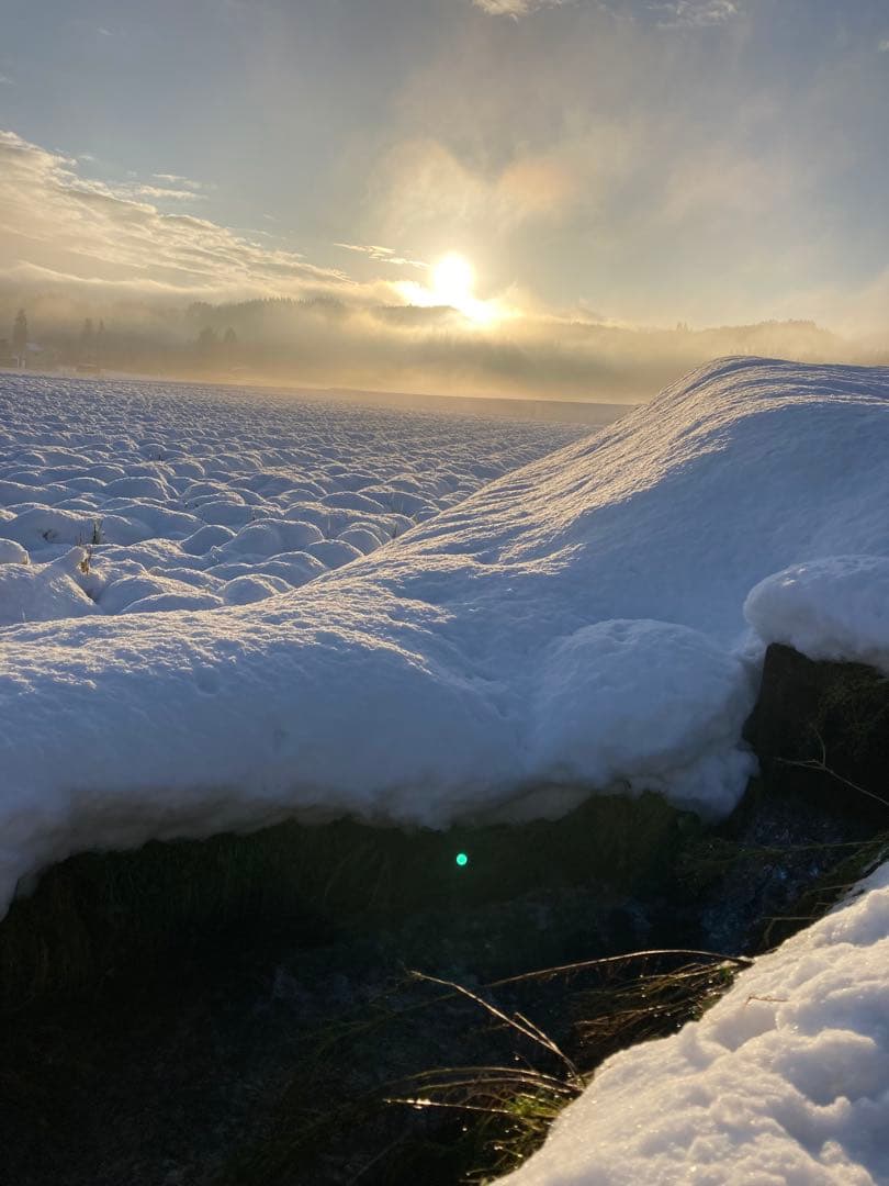 令和7年魚沼産コシヒカリ 精米10kg
