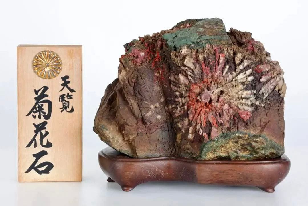天覧 天然菊花石 大輪 6.5kg 台座付 鑑賞石 盆石 水石 自然石 美石
