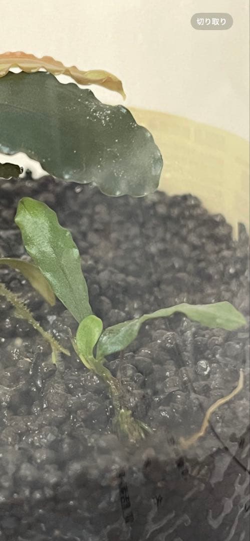 【正規タグ付き】Bucephalandra sp.“彩雲”