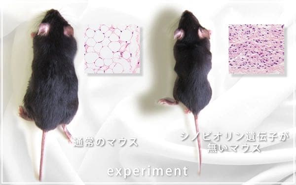 ミトコリーナ(MITOCOLiNA) 葉酸500μg配合エイジングケア未開封新品